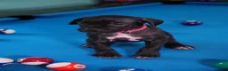 Cane Corso dogs for sale: Jean Gray - Ad 3