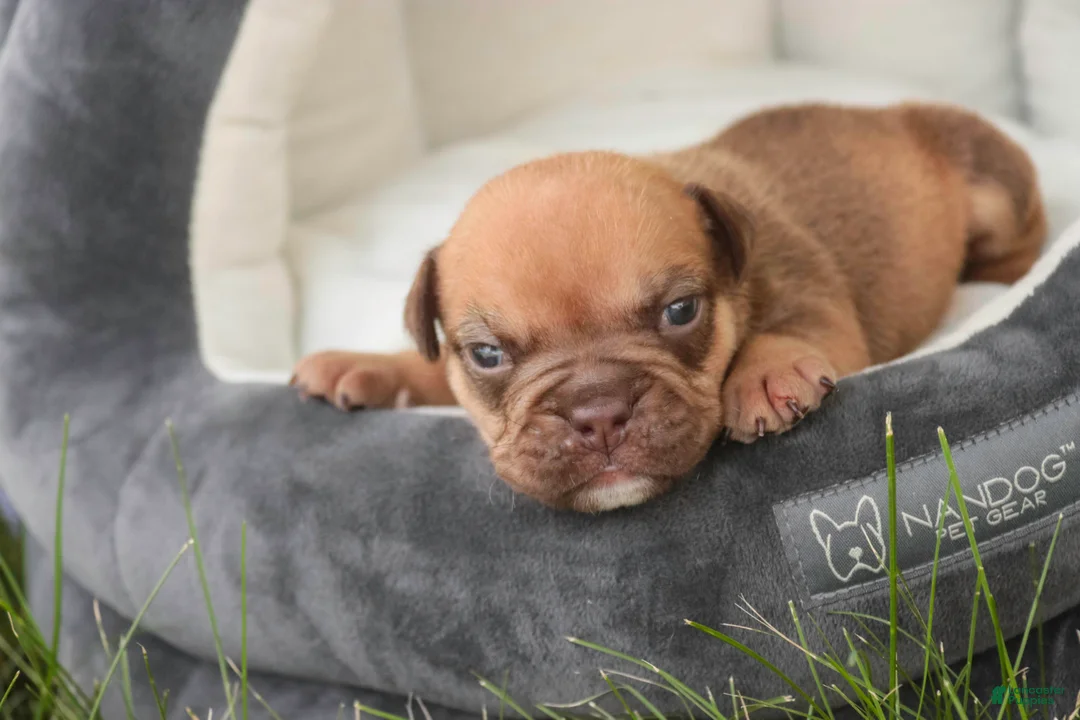 English Bulldog dogs for sale: Titus English Bulldog  - Ad 2