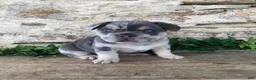 French Bulldog dogs for sale: Henry - Ad 1