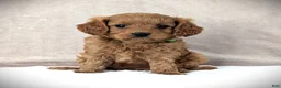 Cavapoo dogs for sale: Toby - Ad 1