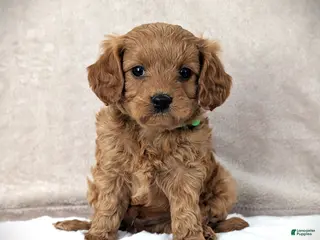 Cavapoo dogs for sale: Toby - Ad 1