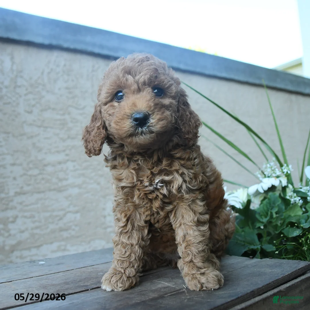 Miniature Poodle dogs for sale: Victoria - Ad 2