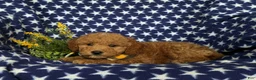 Mini Goldendoodle dogs for sale: Badger Hypoallergenic - Ad 4