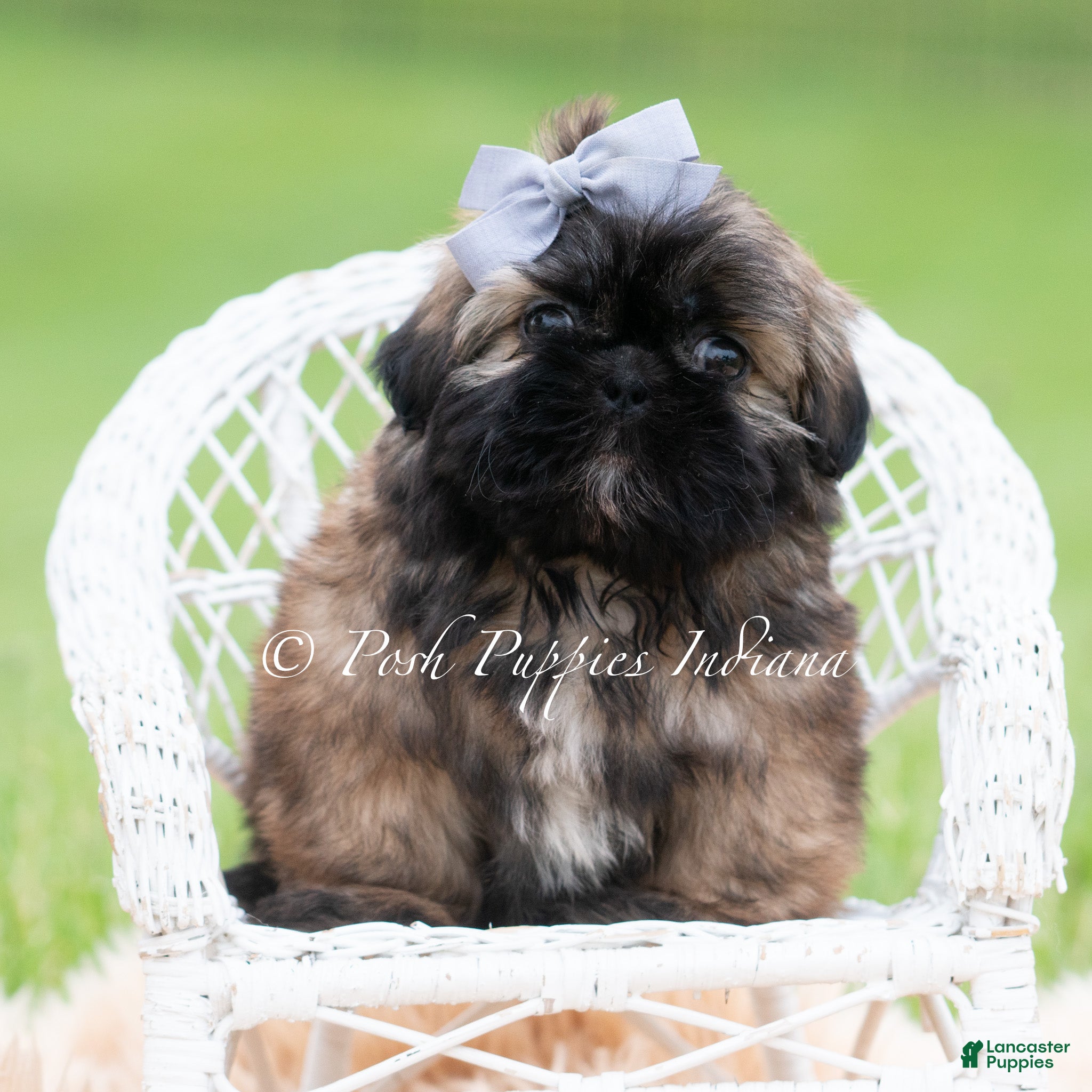 Shih Tzu dogs for sale: Alamo AKC - Ad 4