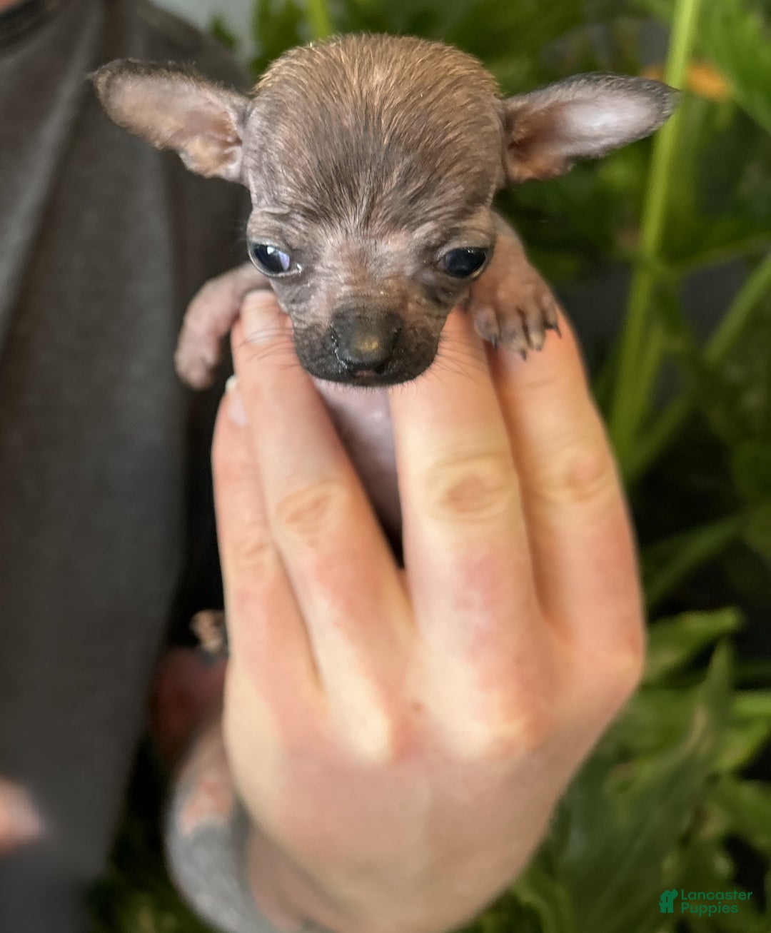 Mixed Breed dogs for sale: Mini Mouse  - Ad 2