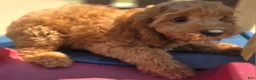 Cockapoo dogs for sale: Cashmere - Ad 3