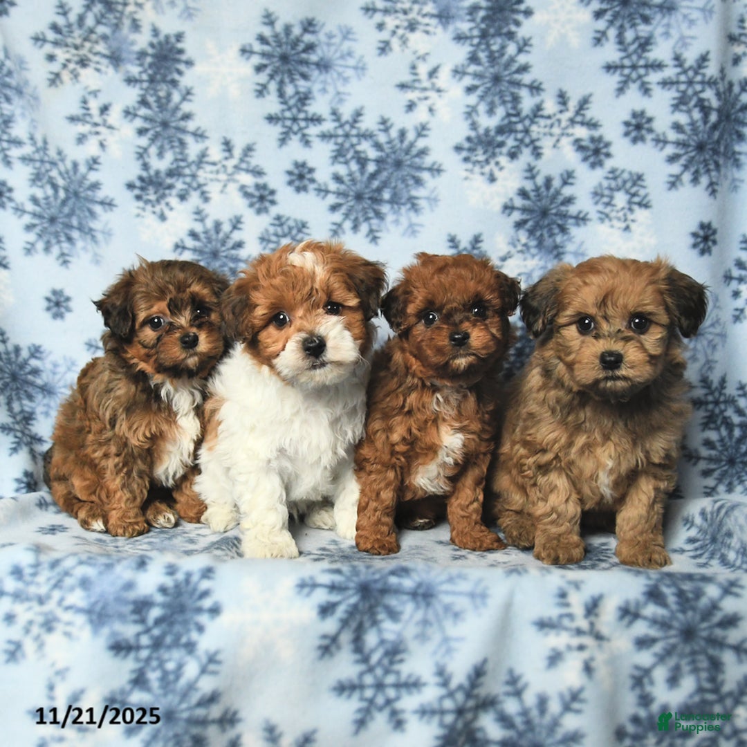 Havapoo dogs for sale: Frisky - Ad 3