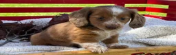 Miniature Dachshund dogs for sale: Boone - Ad 2