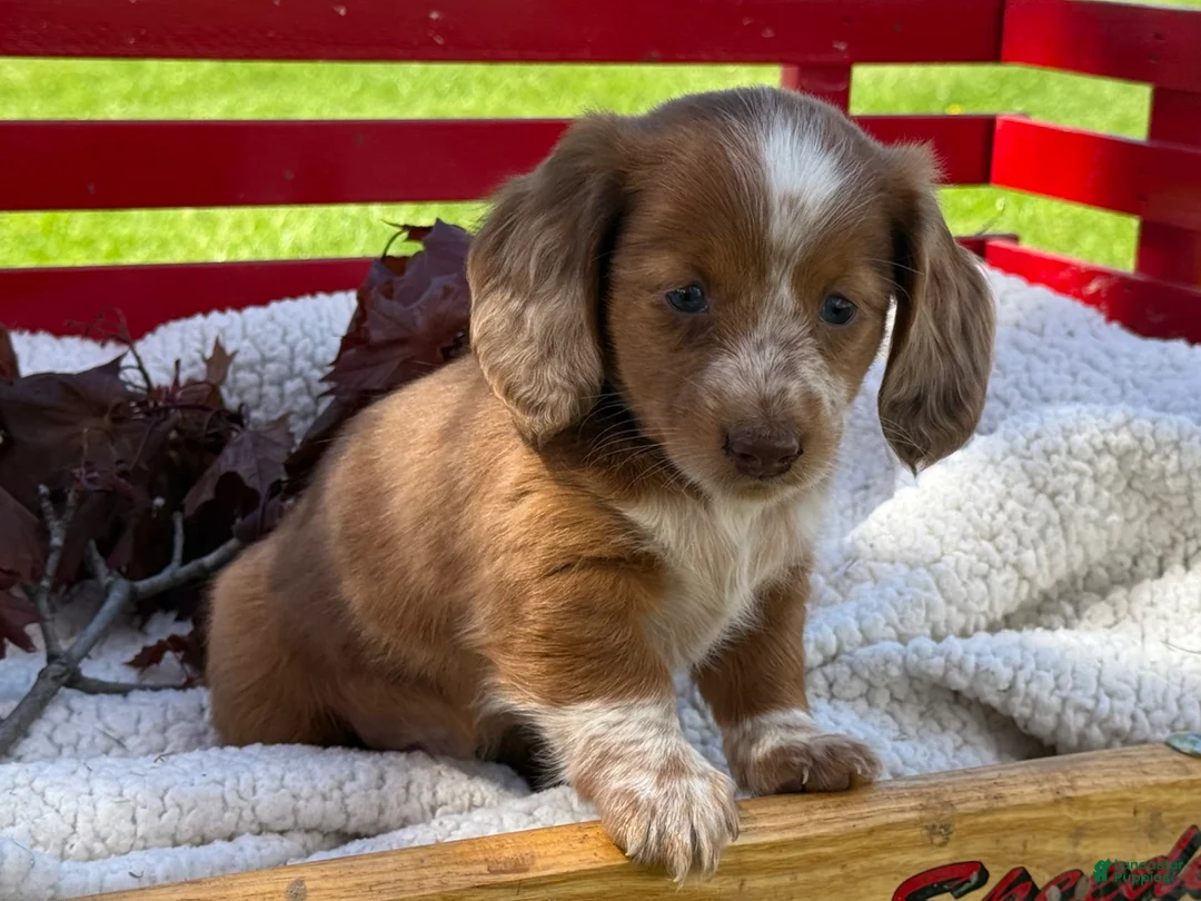 Miniature Dachshund dogs for sale: Boone - Ad 2