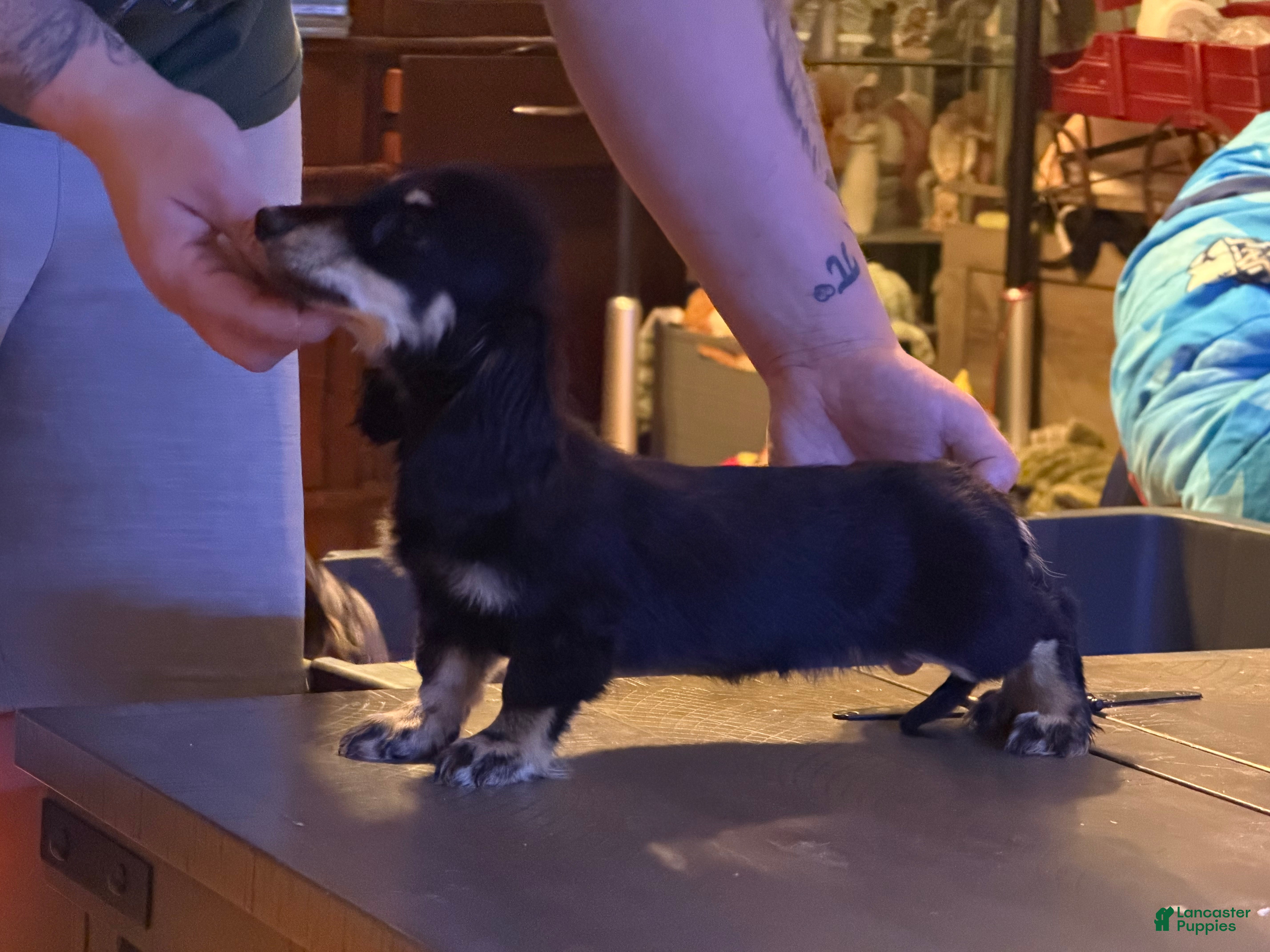 Miniature Dachshund dogs Black and cream AKC  - Ad 2