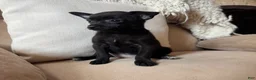 Chihuahua dogs for sale: Lola - Ad 4