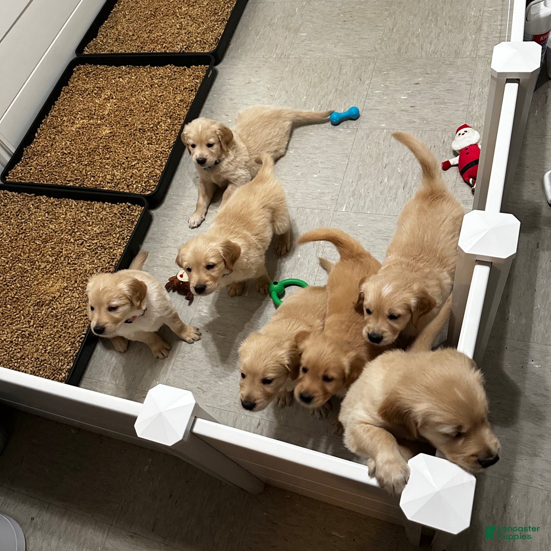 Golden Retriever dogs for sale: Pink - Ad 4