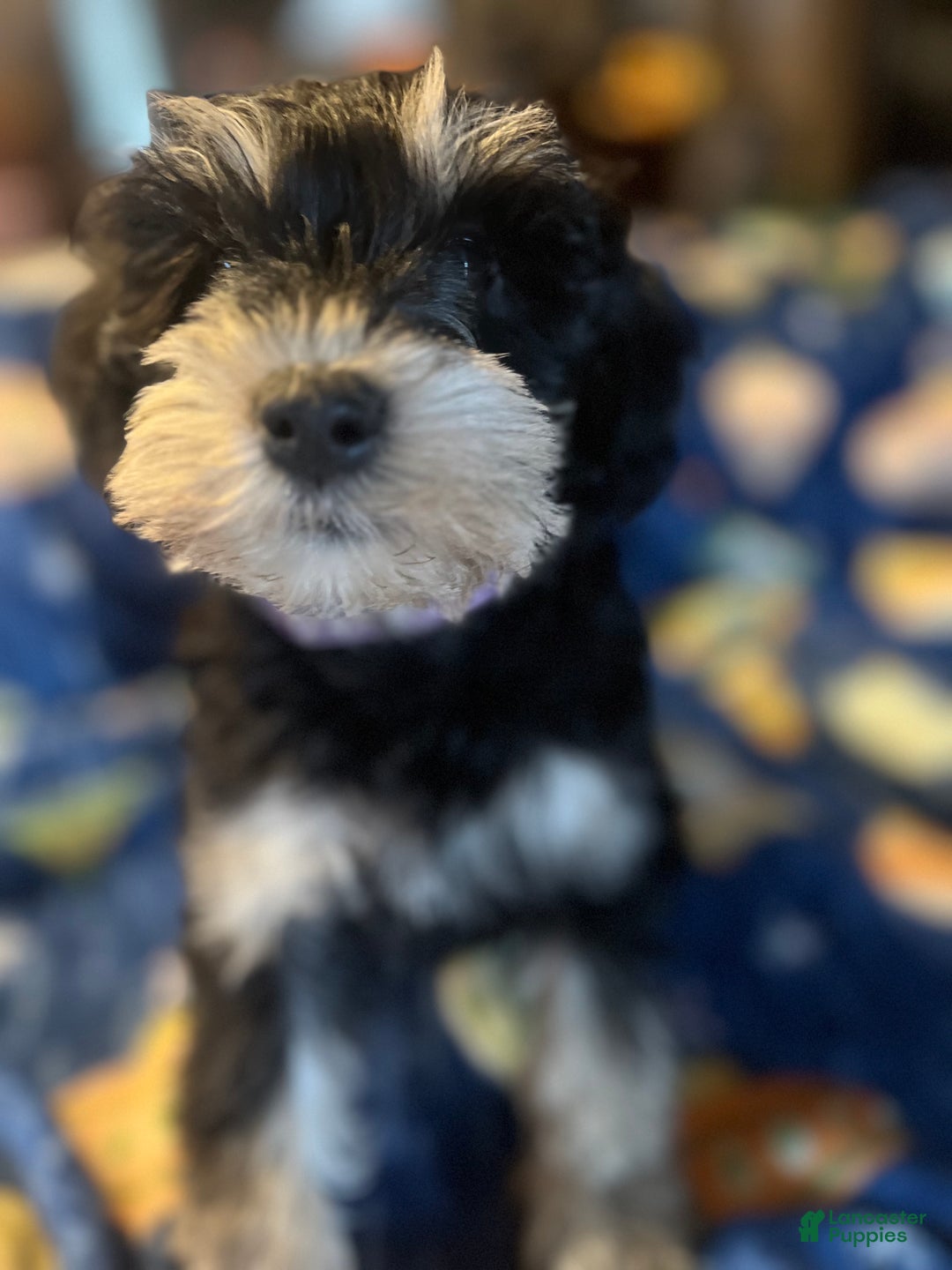 Miniature Schnauzer dogs for sale: Kali - Ad 8