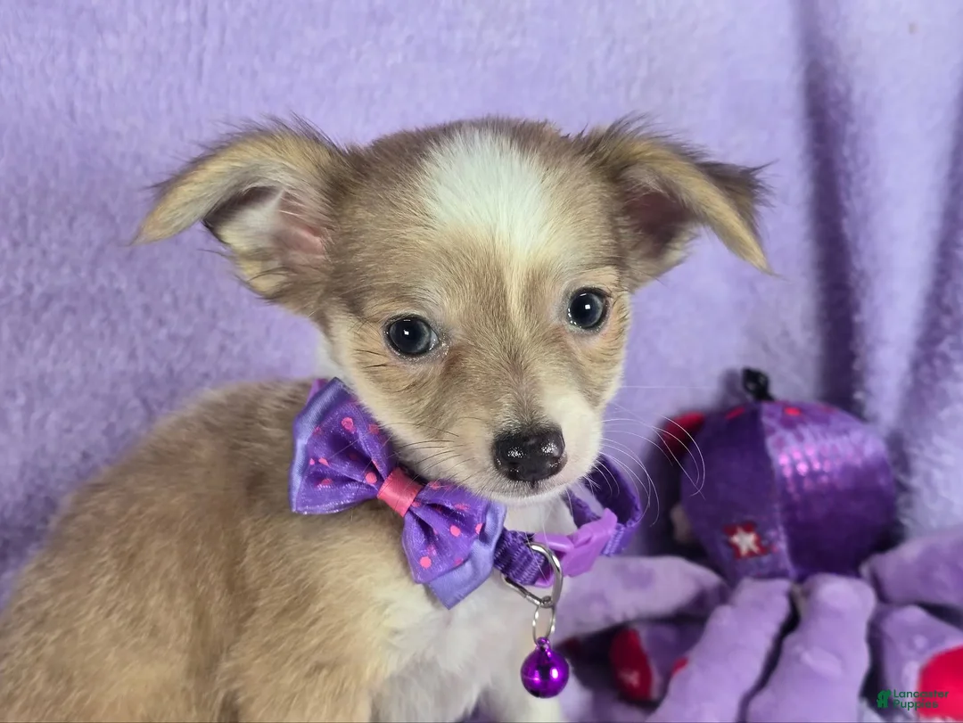 Chihuahua dogs for sale: Nikole LH - Ad 3