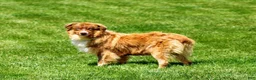 Australian Shepherd dogs for sale: Eddie - Ad 6