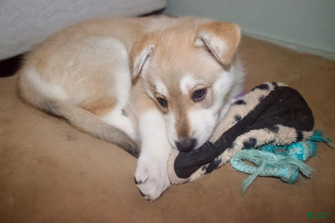 Gerberian Shepsky dogs for sale: Lagertha - Ad 2