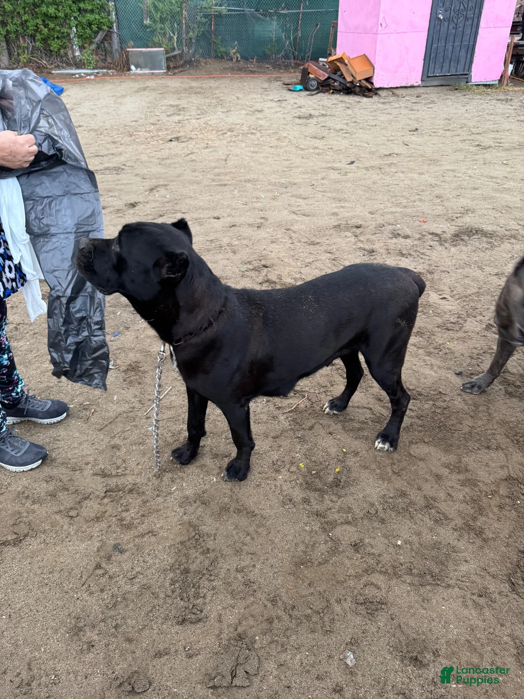 Cane Corso dogs for sale: Cane Corso 7 - Ad 2