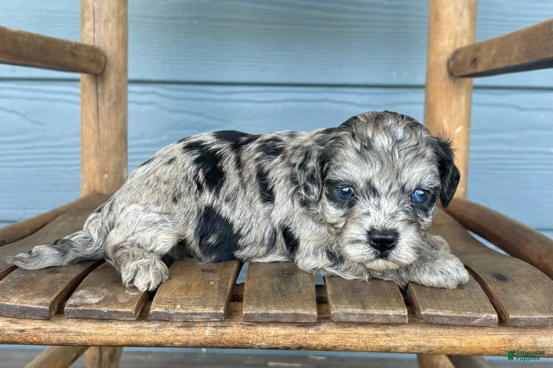 Cavapoo dogs for sale: Graphite - Ad 2
