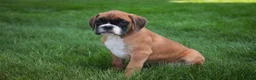Boxer dogs for sale: Boaz - Ad 8