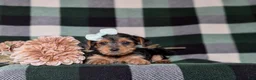 Yorkiepoo dogs for sale: Kalima - Ad 7