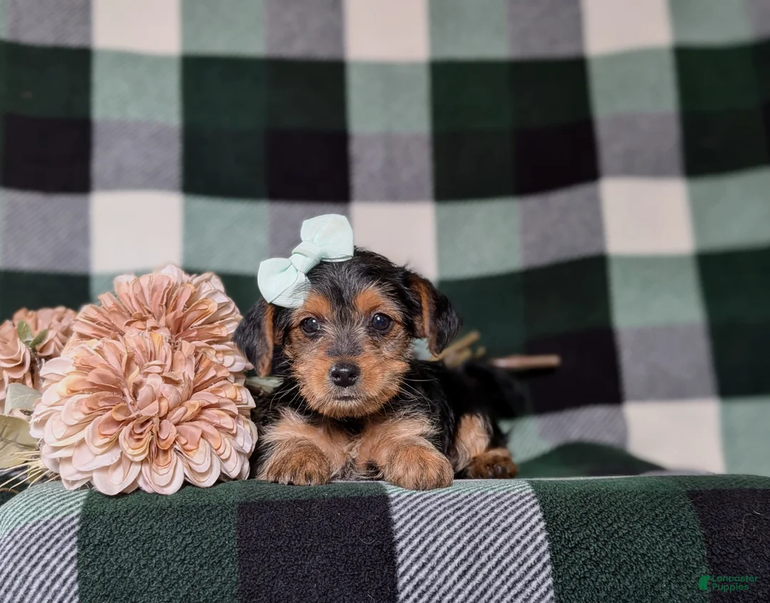 Yorkiepoo dogs for sale: Kalima - Ad 7