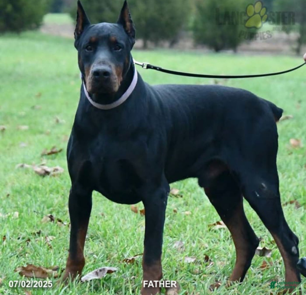 Doberman Pinscher dogs Doberman Pinscher Puppy 1 - Ad 2