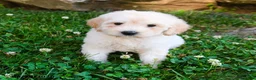 Mini Goldendoodle dogs for sale: Kayleen - Ad 3