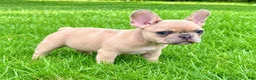 French Bulldog dogs for sale: French Bulldog Male LOUIE - Ad 4
