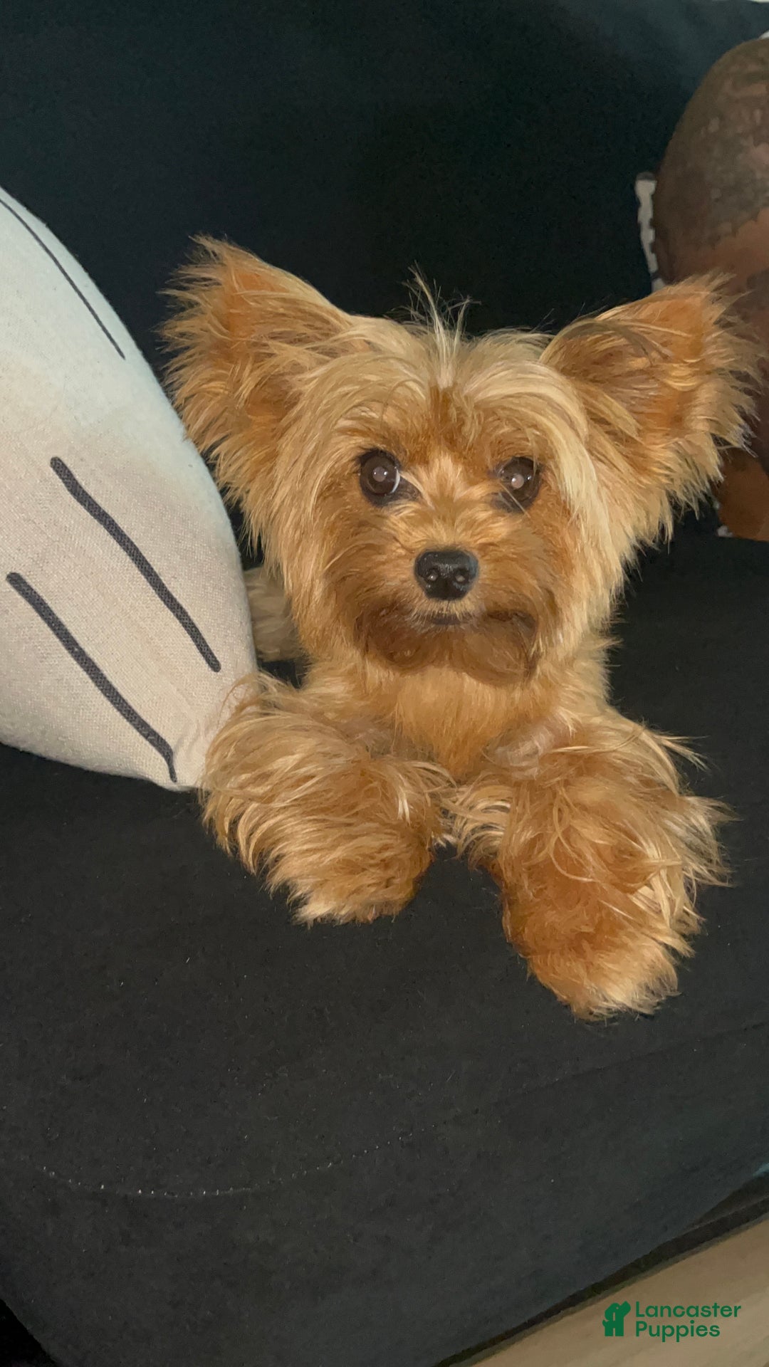 Yorkshire Terrier dogs for sale: Yorkshire Terrier Puppy 1 - Ad 1