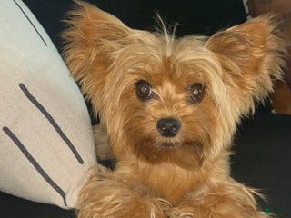 Yorkshire Terrier dogs Yorkshire Terrier Puppy 1 - Ad 29