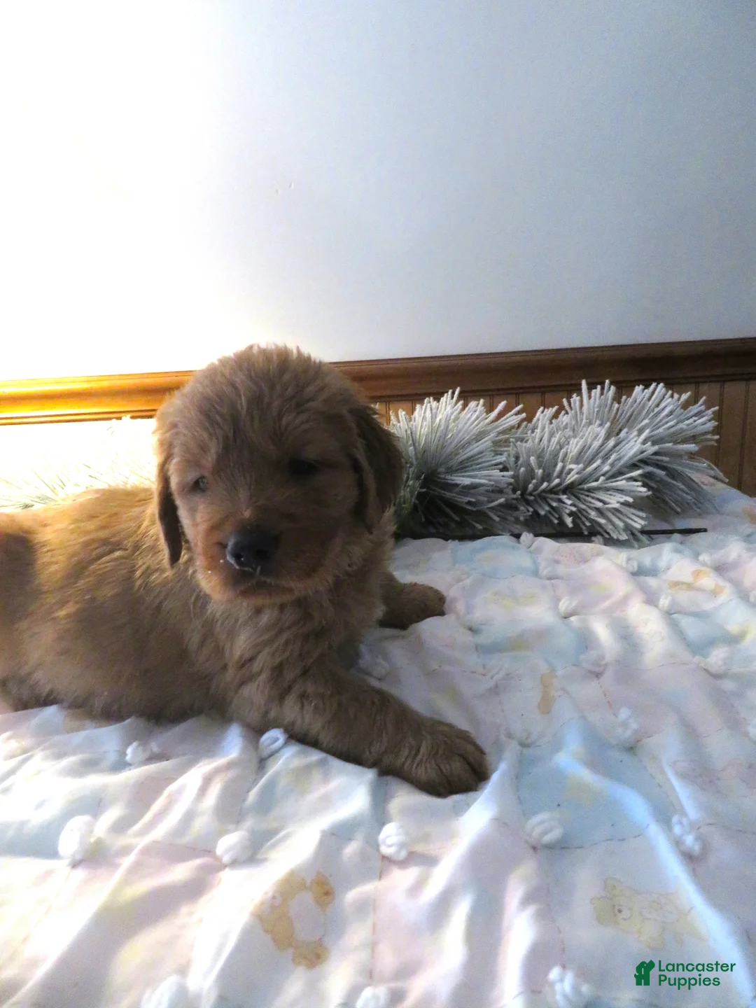 Golden Retriever dogs for sale: THEO - CHAMPION LINE - Ad 4