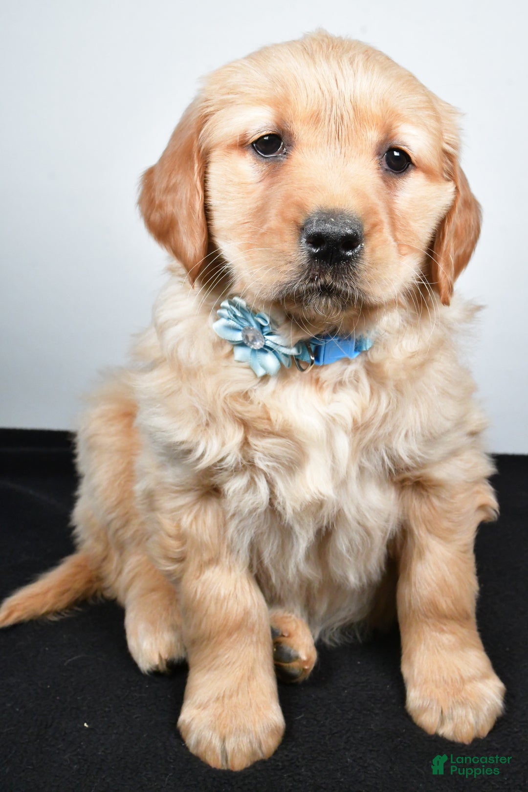 Golden Retriever dogs for sale: Jolene - Ad 3