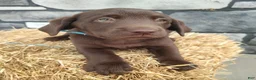 Labrador Retriever dogs for sale: Rocket - Ad 1