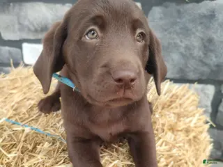 Labrador Retriever dogs for sale: Rocket - Ad 4