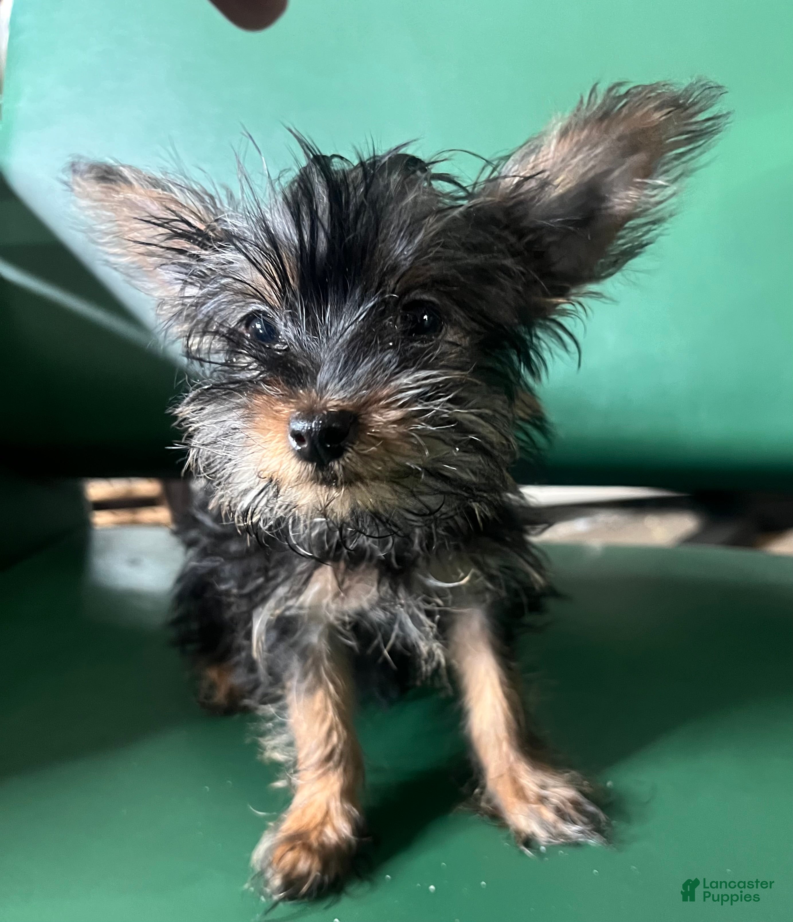 Yorkiepoo dogs Teacup Yorkie/ YorkiePin Puppy 3 - Ad 42