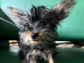 Yorkiepoo dogs Teacup Yorkie/ YorkiePin Puppy 3 - Ad 42