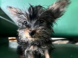 Yorkiepoo dogs Teacup Yorkie/ YorkiePin Puppy 3 - Ad 42