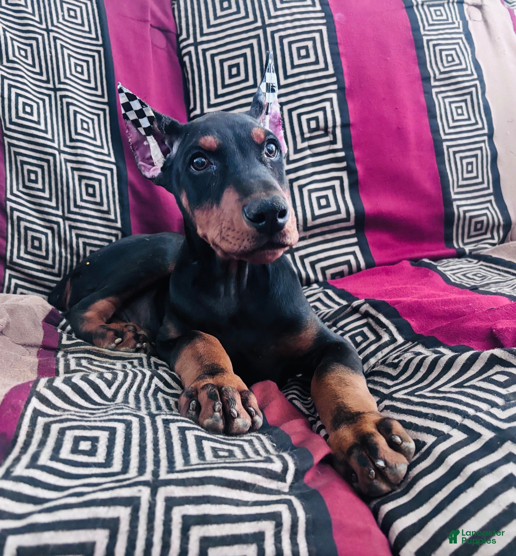 Doberman Pinscher dogs Negan - Ad 1