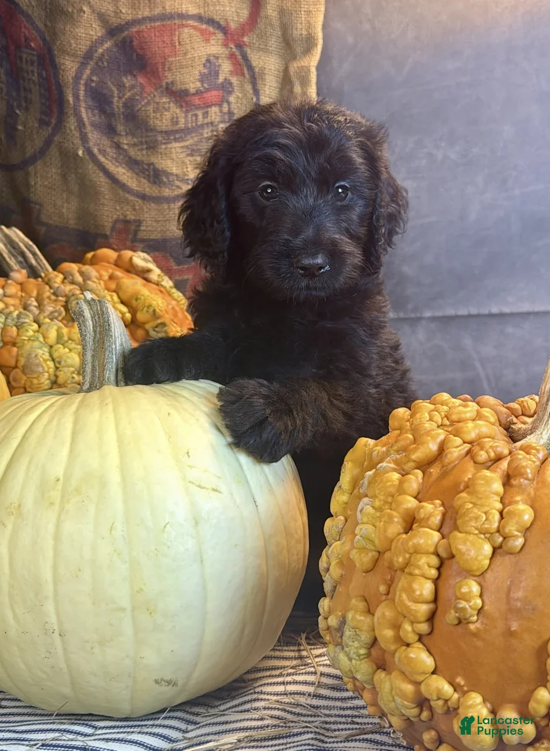 Goldendoodle dogs for sale: Paisley - Ad 1