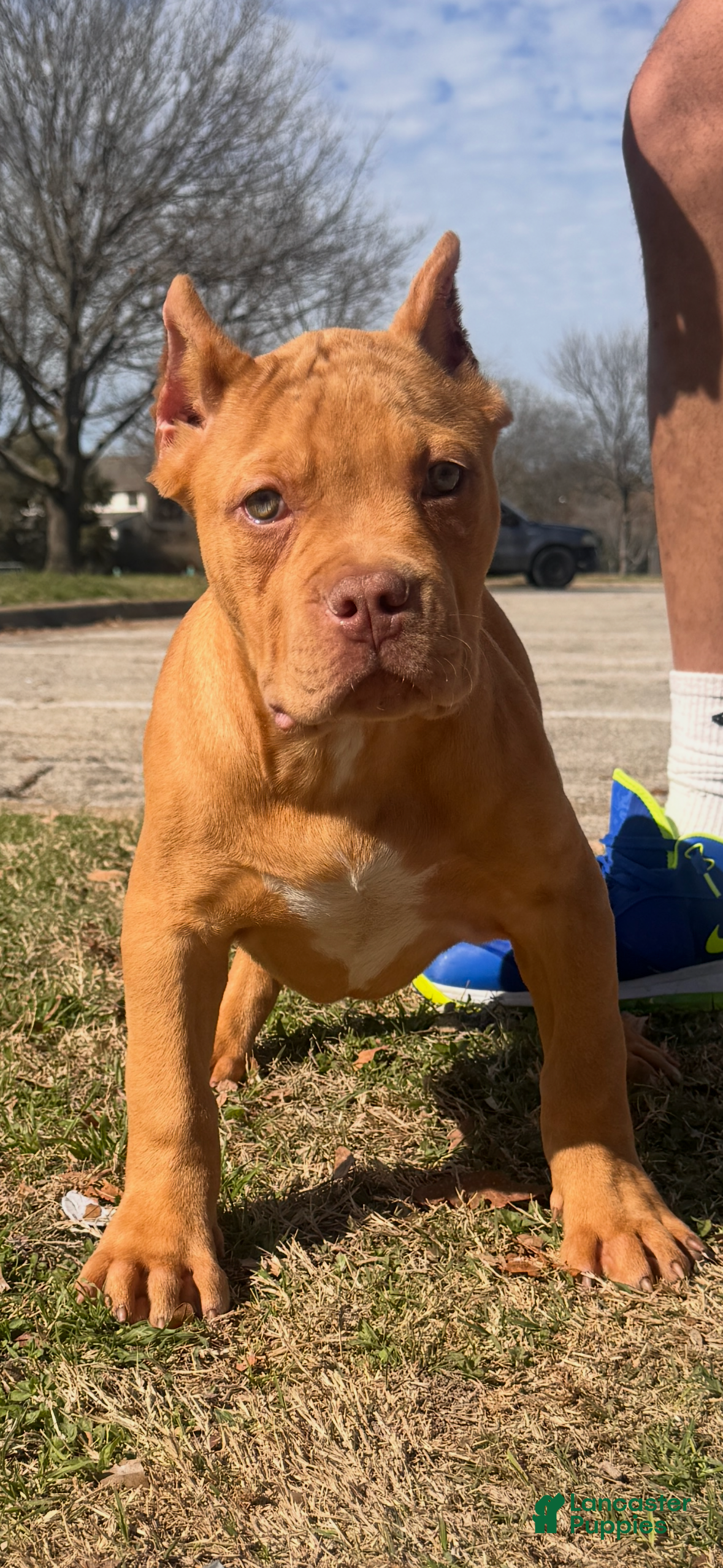 American Bully dogs Enzo (Bossy Kennels BL Champagne Merle XL Bully) - Ad 2