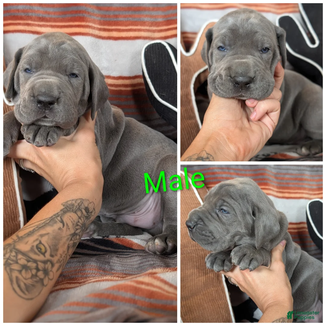 Great Dane dogs for sale: Yellow Collar Leo - Ad 1
