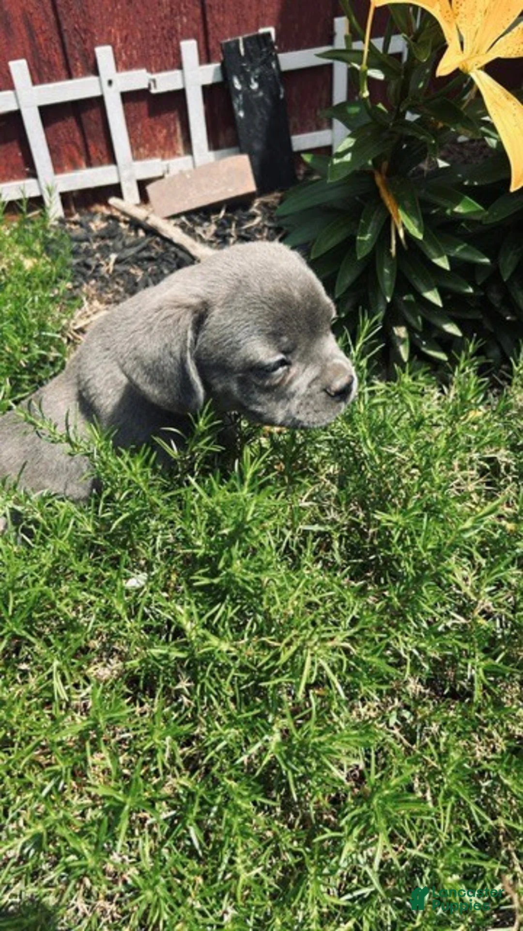 Mixed Breed dogs for sale:  boy - Ad 2