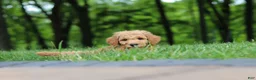 Standard Poodle dogs for sale: Leo - Ad 17