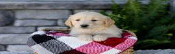 Golden Retriever dogs for sale: Bingo - Ad 2