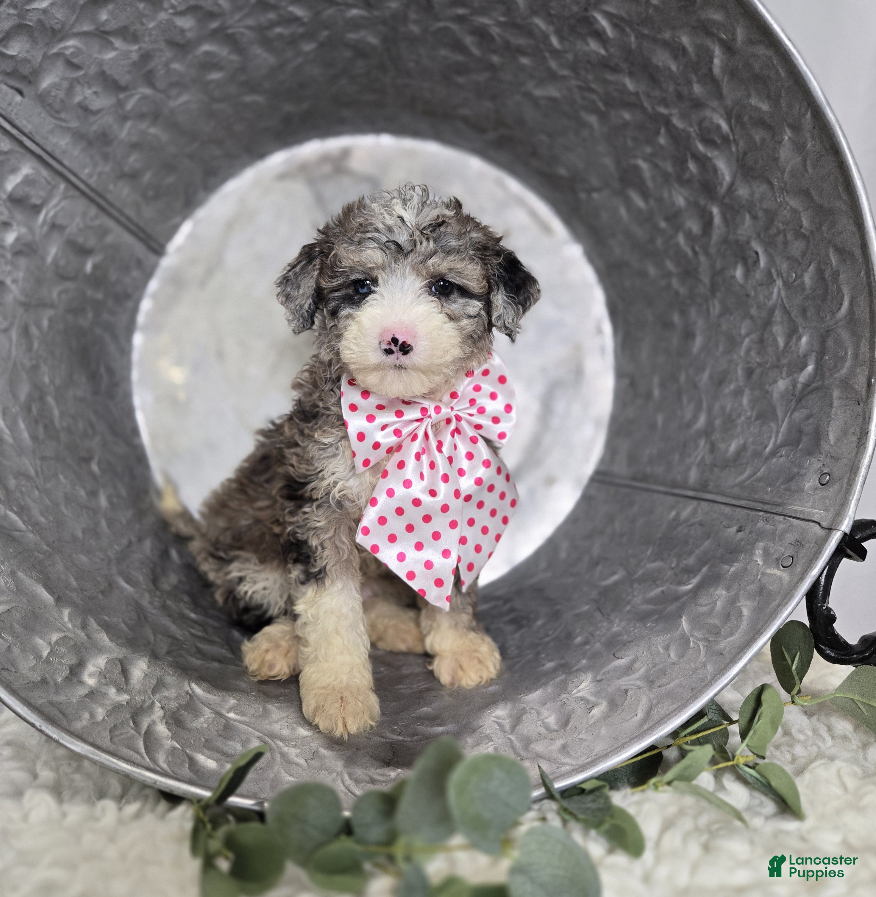 Mini Sheepadoodle dogs Lacey - Ad 2