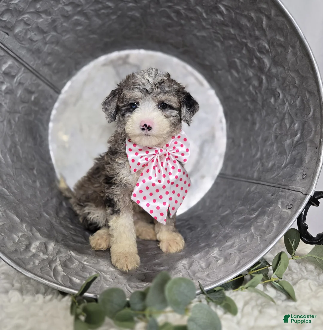 Mini Sheepadoodle dogs for sale: Lacey - Ad 2