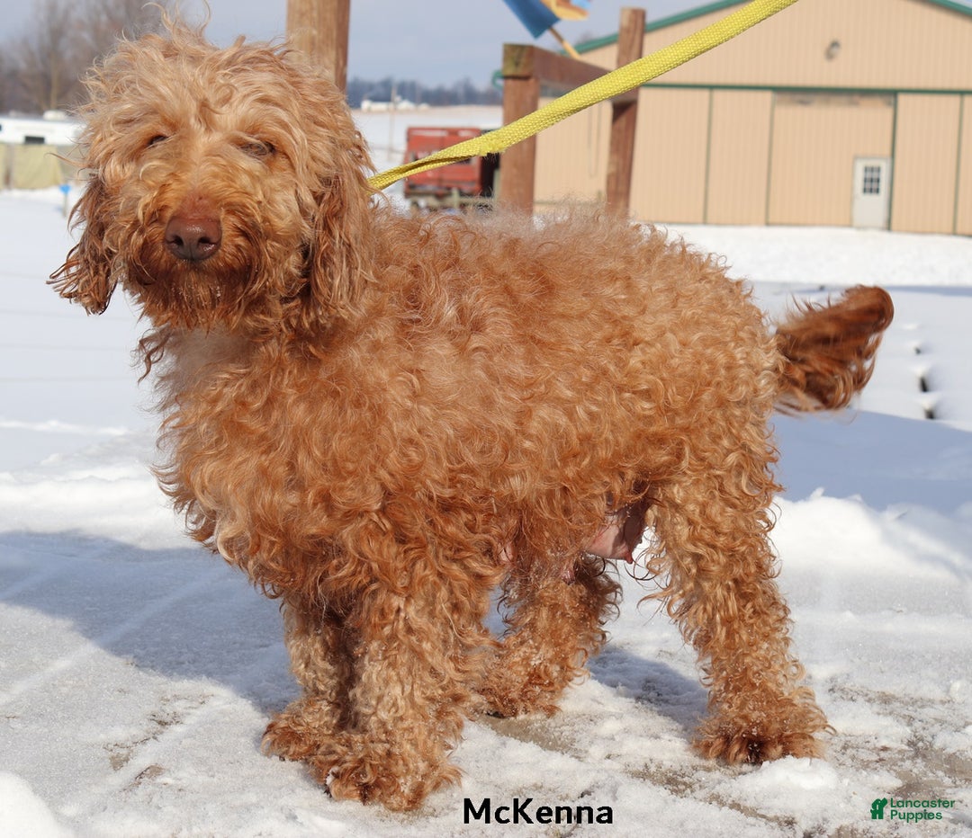 Mini Goldendoodle dogs for sale: Ivy - Ad 4