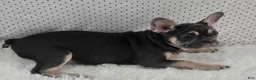 French Bulldog dogs for sale: Callie - Ad 4