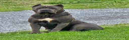 Cane Corso dogs for sale: Brigid - Ad 4