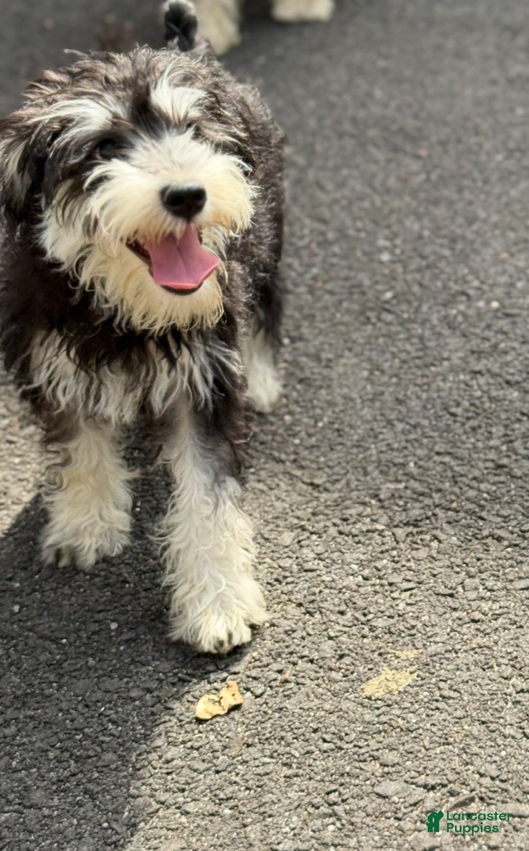 Miniature Schnauzer dogs for sale: BELLA - Ad 2